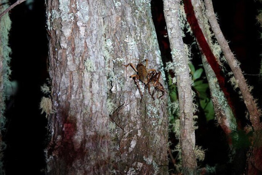 A tree with lichen and a spider. 5