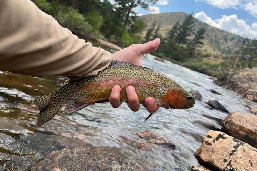 A person holding a trout in a river. 2