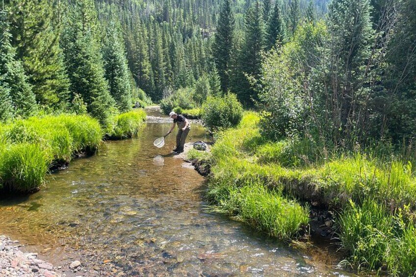 A person wading through a clear stream surrounded by lush greenery and dense forest. 1
