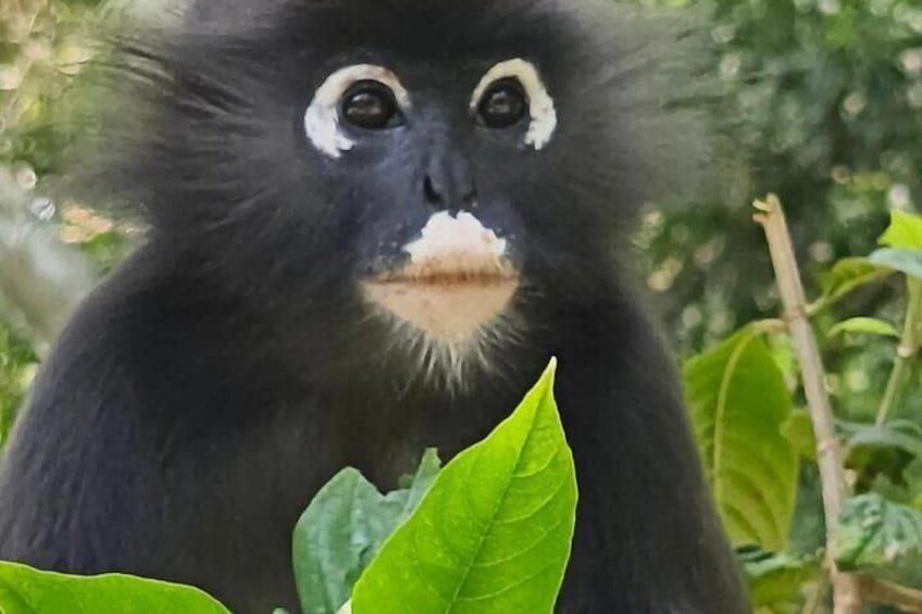 Un animal à fourrure noire, avec des marques blanches autour des yeux et du nez, entouré de feuillage verdoyant. 1