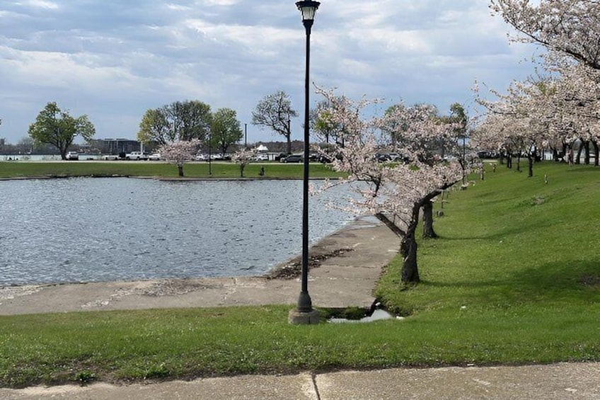 A park with a pond, cherry blossoms, a lamp post, and a grassy area. 1
