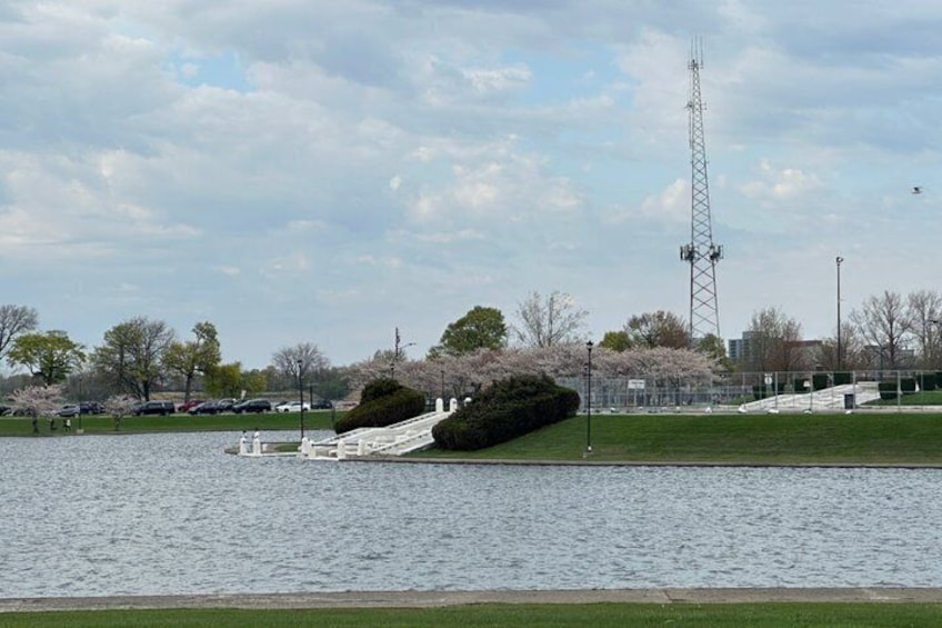 A park with a lake, cherry blossoms, a white bridge, and a communication tower. 3