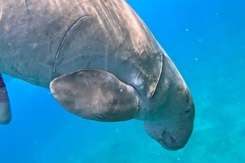 Sharm El Luli Beach Day Trip with Snorkeling Adventure 2