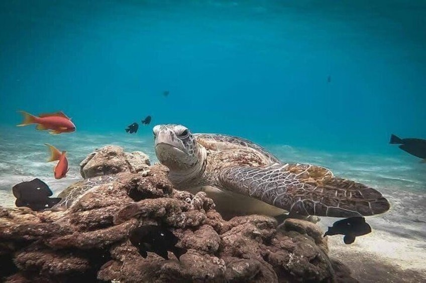 Sharm El Luli Beach Day Trip with Snorkeling Adventure 5