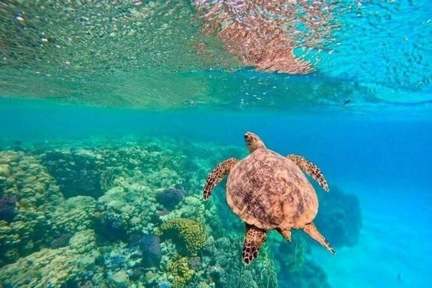 Sharm El Luli Beach Day Trip with Snorkeling Adventure 4