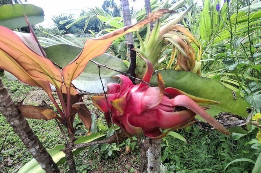 Market, Farm, Fork! A taste of Rarotonga: from farm to fork. 2