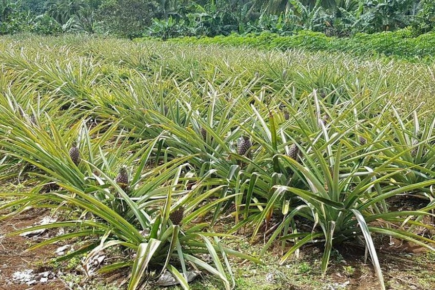Pineapples 3