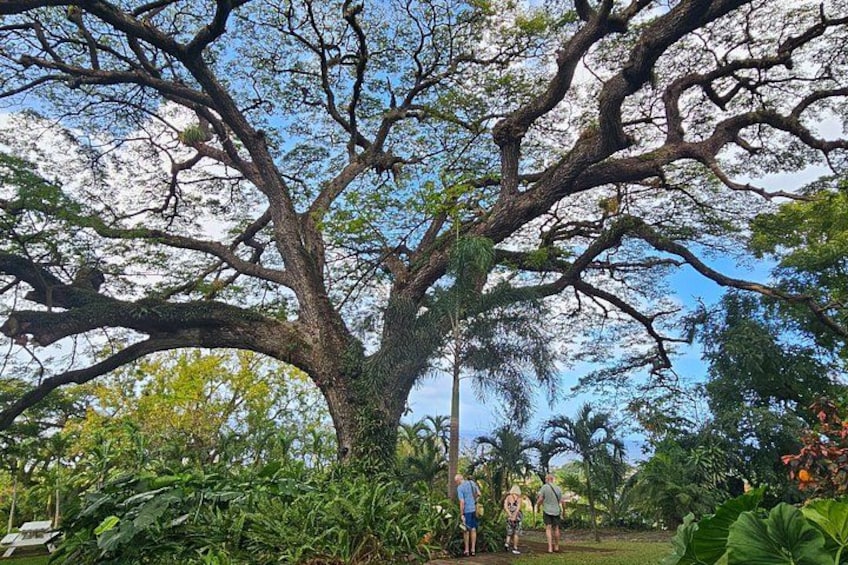Private Half Island Heritage and Beach Tour 3