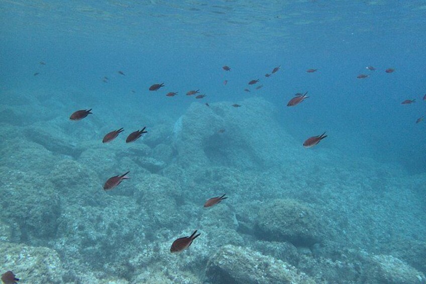 Un banc de poissons nageant près d’un récif corallien. 4
