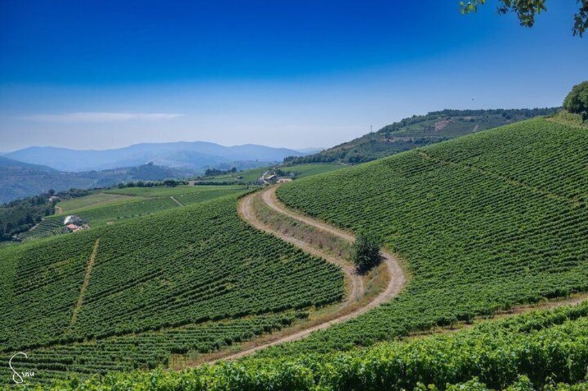 Port Wine Trail 3