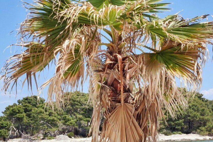 En palm med vissna blad, en sandstrand och tät, grön vegetation i bakgrunden. 3