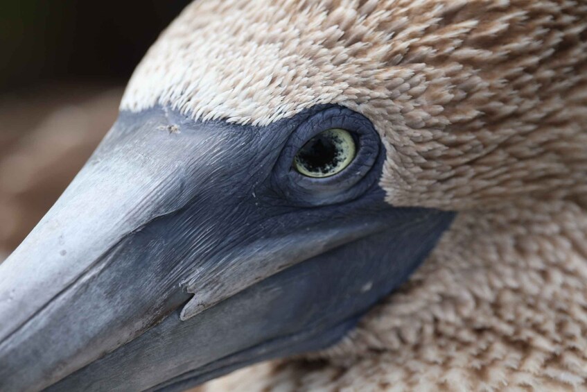 A close-up of a bird's head, focusing on its eye and beak. 2
