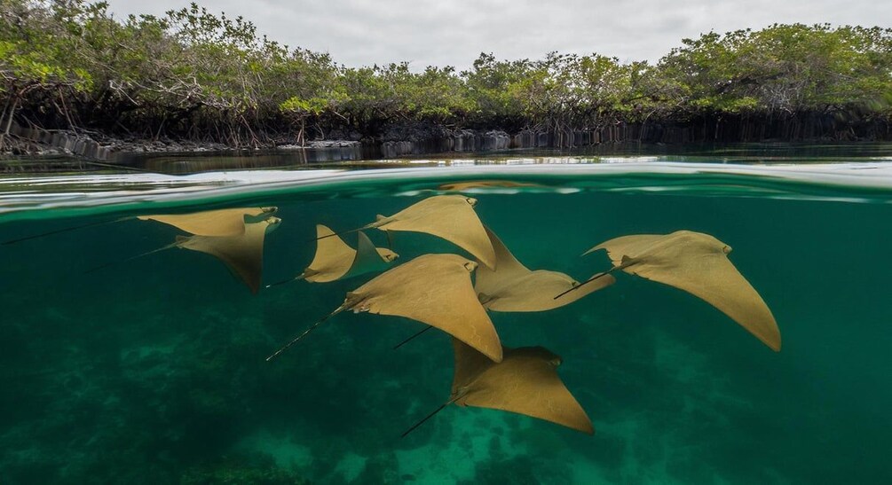 A clear underwater view of stingrays swimming near a mangrove shoreline. 1