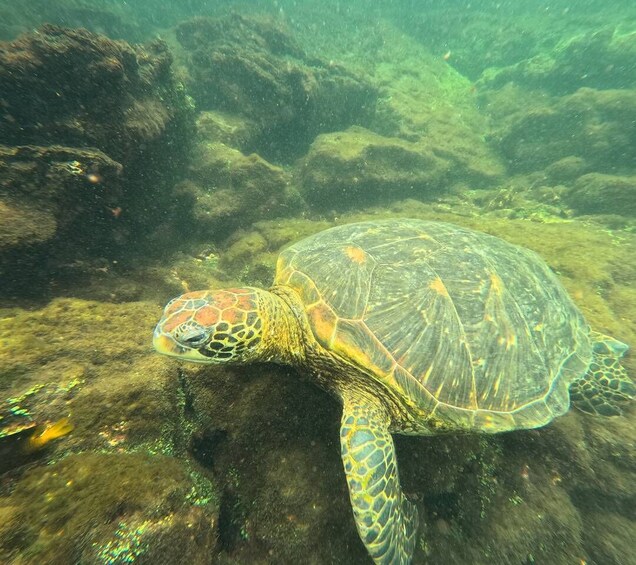 A sea turtle swimming near a rocky underwater landscape. 4