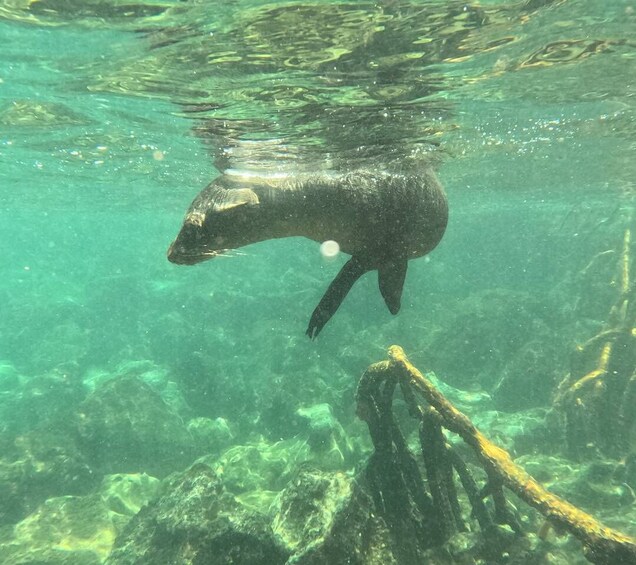 A bear swimming underwater. 5