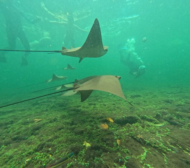 A diver exploring an underwater reef with stingrays swimming above. 3