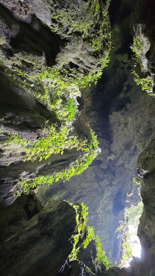 A cave with green vegetation growing on the walls. 2