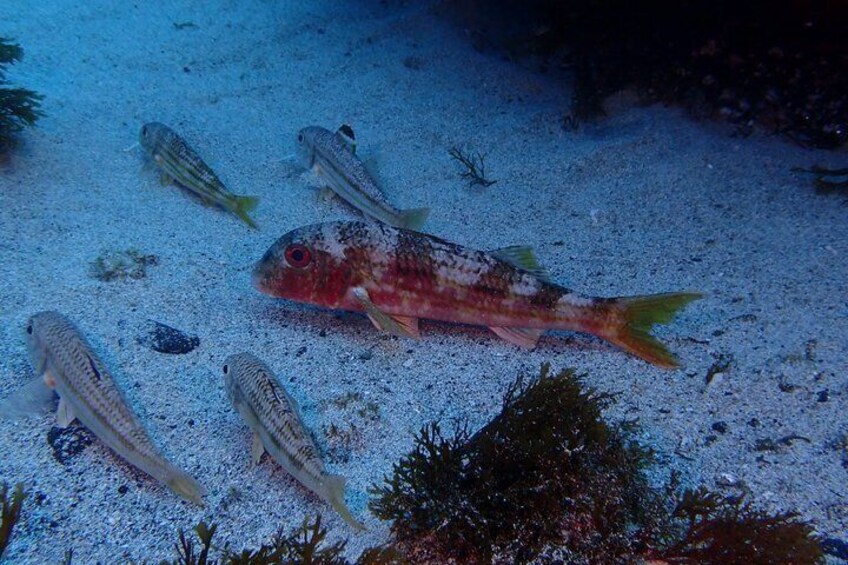 Diving on Terceira Azores Island 3