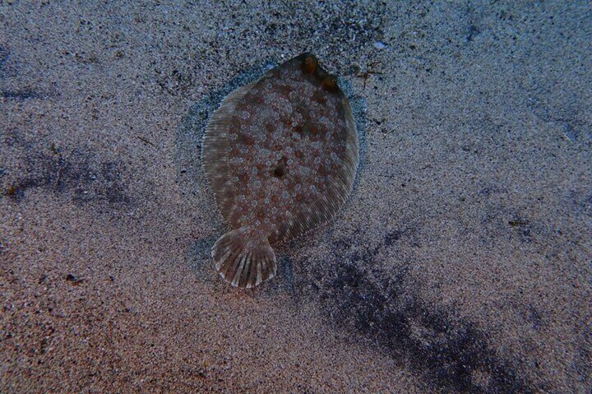 Diving on Terceira Azores Island 4