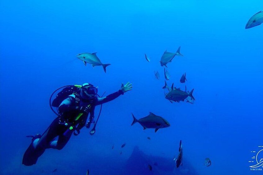 Diving on Terceira Azores Island 1