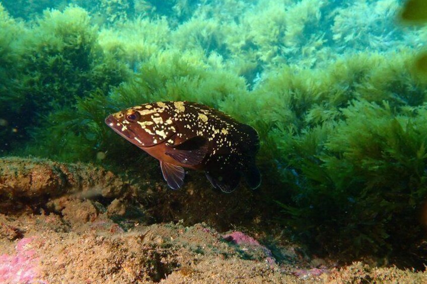 Diving on Terceira Azores Island 3