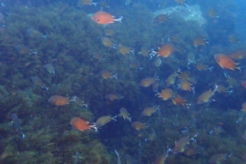 Diving on Terceira Azores Island 5