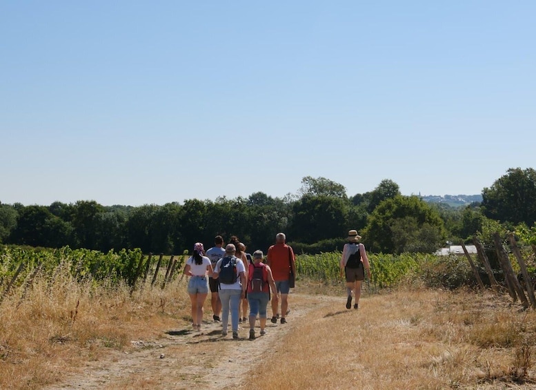 Picture 1 for Activity Educational hike in the Anjou vineyards 3