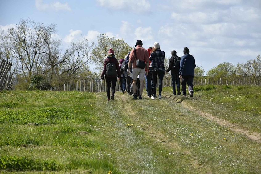 Picture 25 for Activity Educational hike in the Anjou vineyards 2