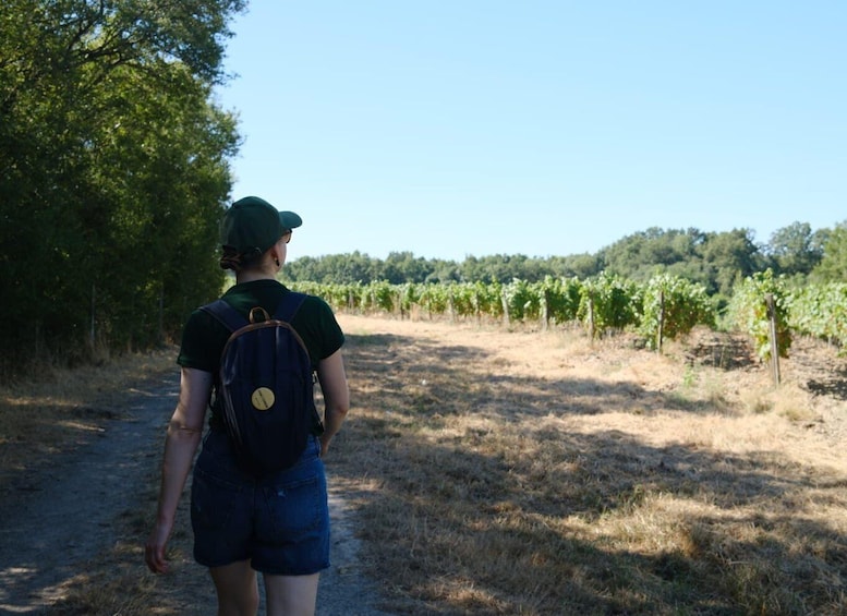Educational hike in the Anjou vineyards 1