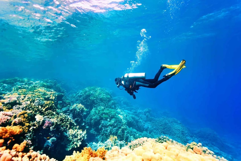 A diver with yellow fins and a black wetsuit swimming underwater with a camera. 5