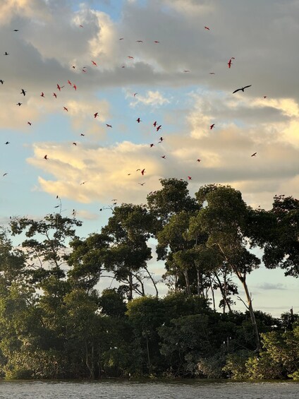 A flock of birds flying in the sky above a dense forest. 5