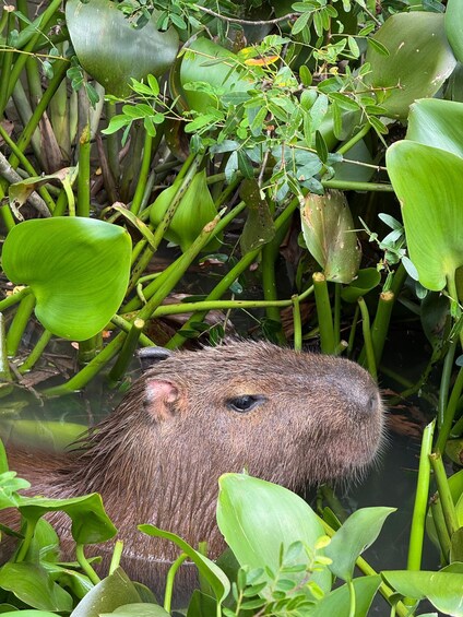 A capybara in a water-filled environment with green foliage. 3