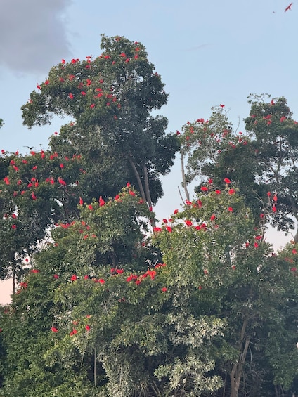 A tree with red flowers and birds perched on it. 2