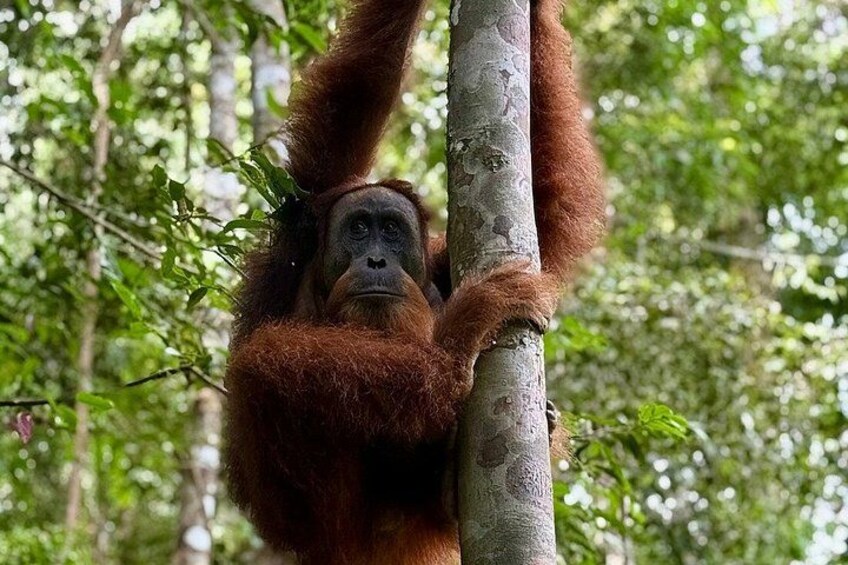 An orangutan hanging from a tree branch in a forest. 3
