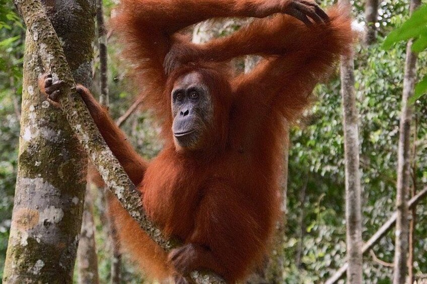 An orangutan hanging from a tree in a forest. 5