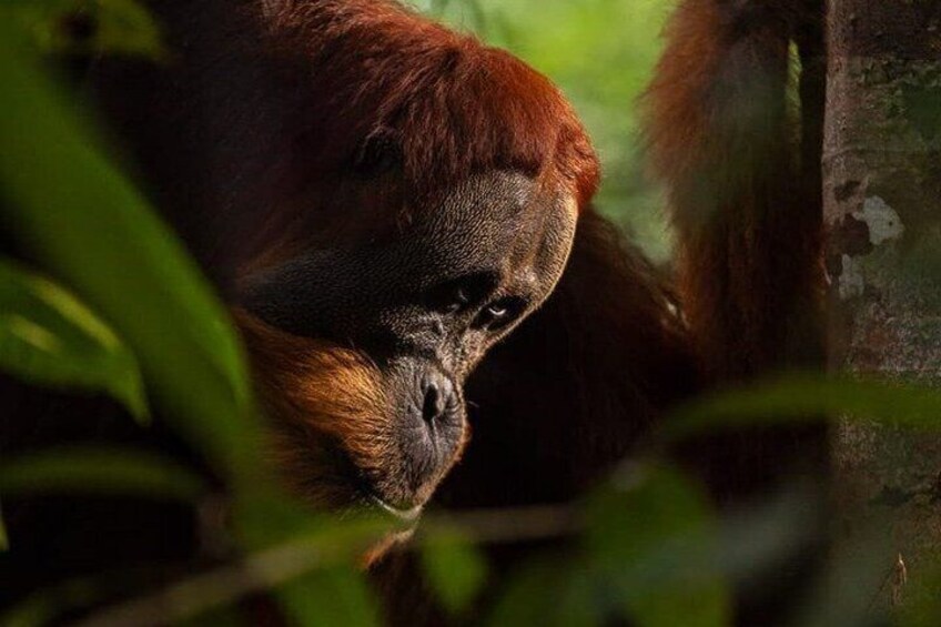 An orangutan in a forested area with dense foliage. 1