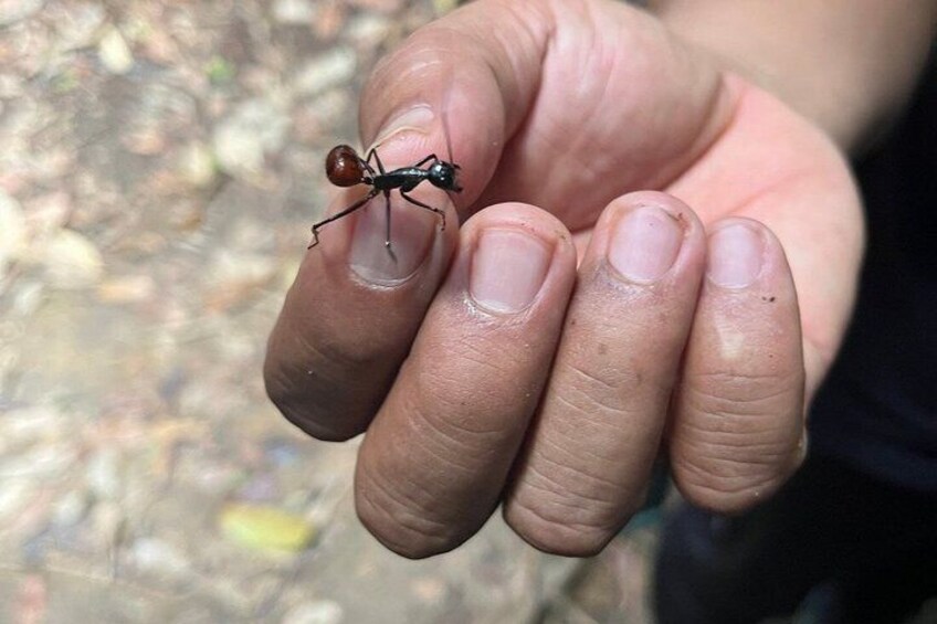 A hand holding a small ant. 5