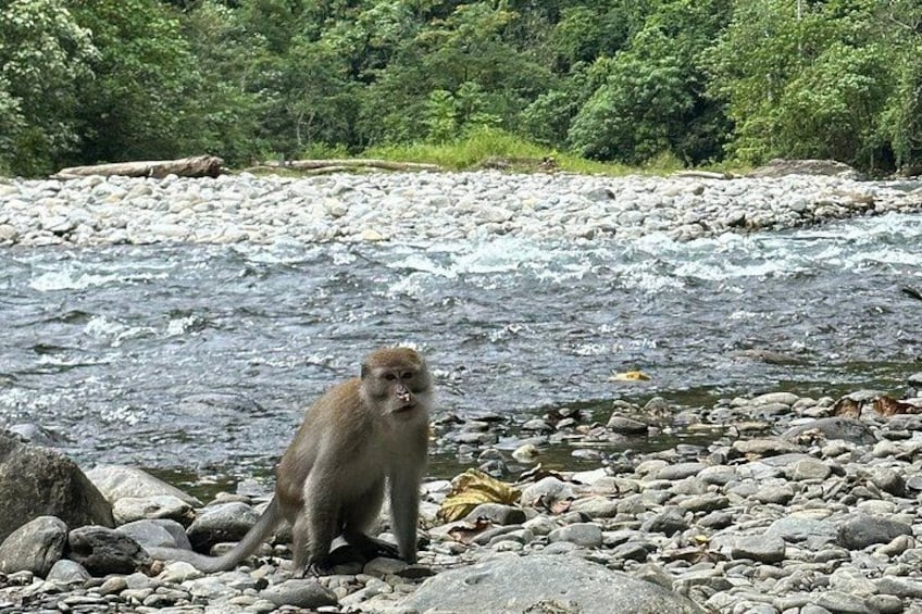 A monkey standing on rocks by a flowing river. 2