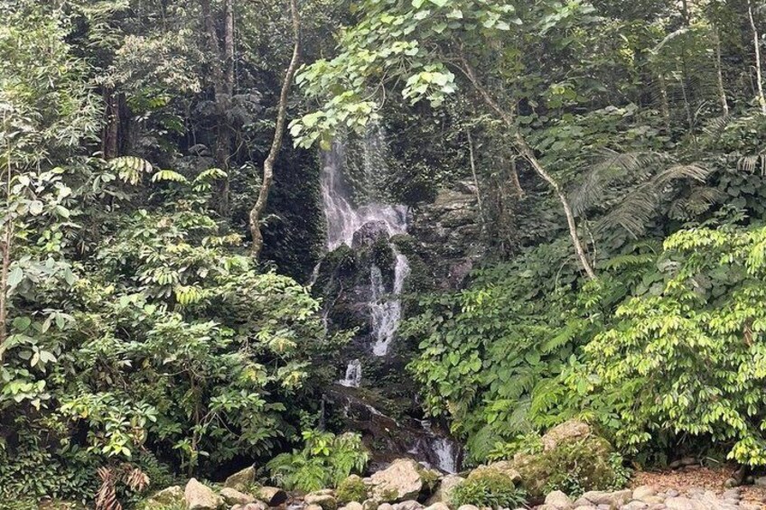 A waterfall surrounded by dense forest. 5