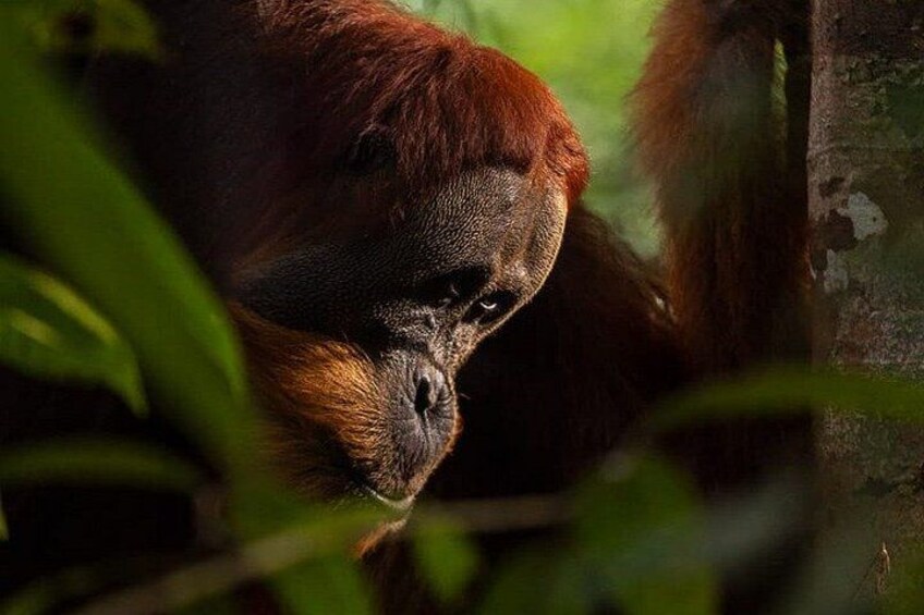 Bukit Lawang 3D2N Deep Orangutan Trek All Inclusive from Medan 1