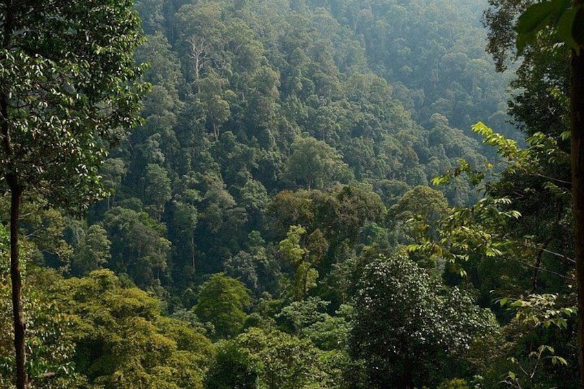 A dense forest with a variety of trees and a mountainous background. 4