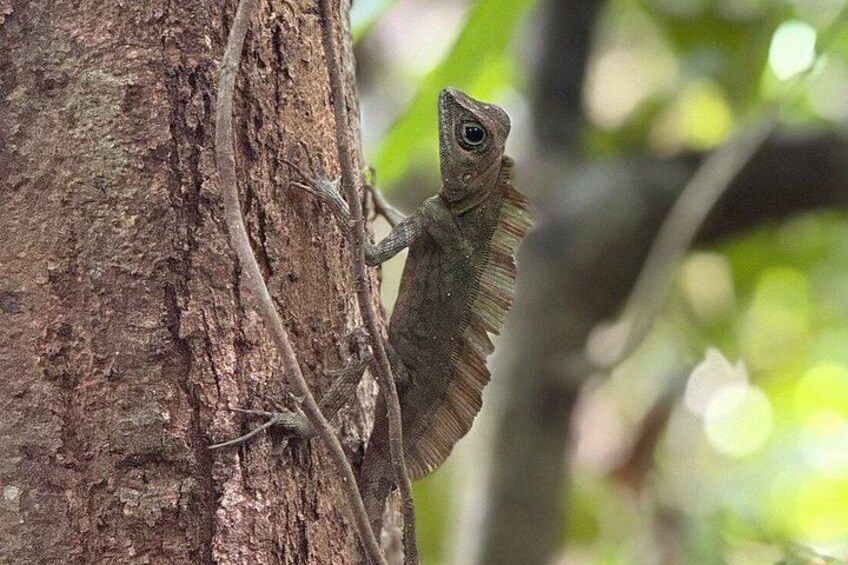 A lizard on a tree trunk. 3