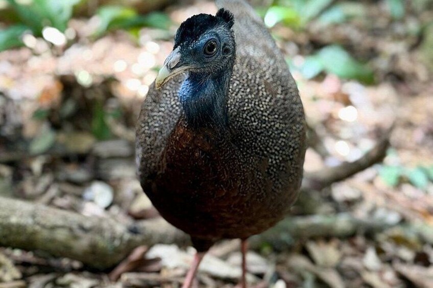 A bird with a speckled brown body and a distinctive blue head standing on a forest floor with leaves and branches. 4