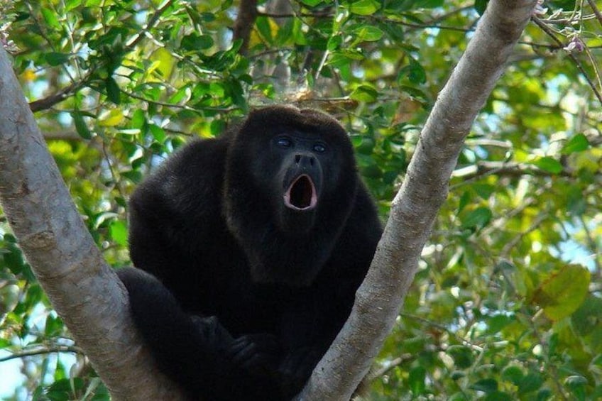 En gorilla i et træ med frodig vegetation i baggrunden. 1