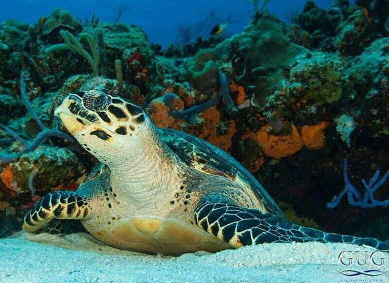 A sea turtle on a sandy seabed with coral and marine plants in the background. 1