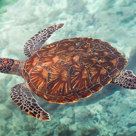 A sea turtle swimming underwater. 3