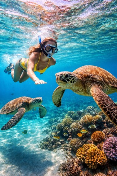 A diver swimming with sea turtles in clear blue water. 4