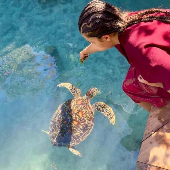 A person feeding a sea turtle in a clear pool. 2