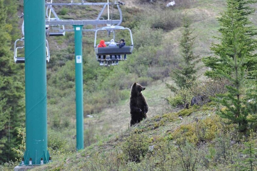 A bear on a hillside with a ski lift in the background. 5