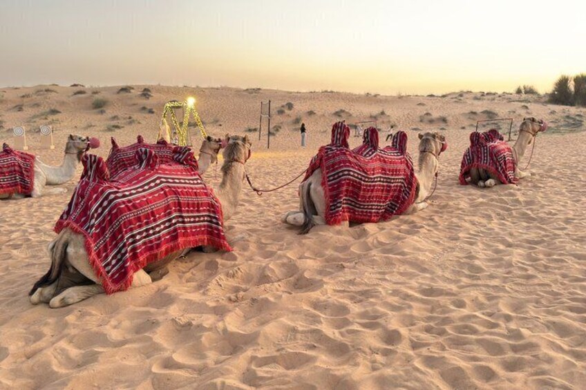 Camels resting on a sandy desert with a person in the background. 4